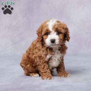 Hal, Cavapoo Puppy